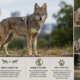Coywolf