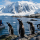 Best places to see penguins