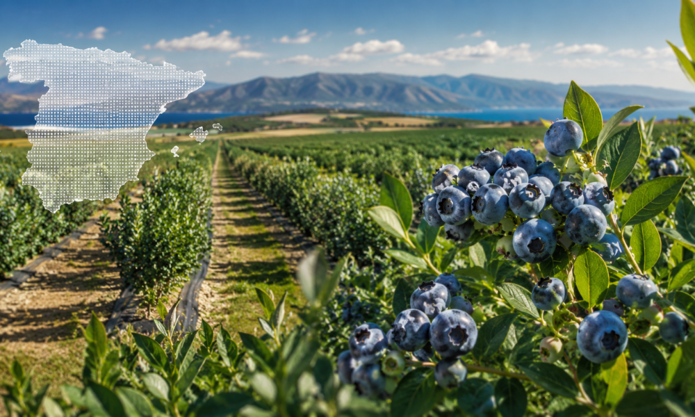 spain blueberry