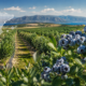 spain blueberry
