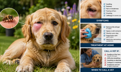 dog stung by bee