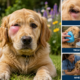 dog stung by bee