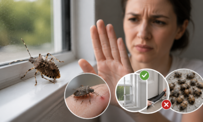 Do Stink Bugs Bite